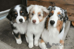 Foto №1. australian shepherd - zum Verkauf in der Stadt Affalterbach | 350€ | Ankündigung № 171416