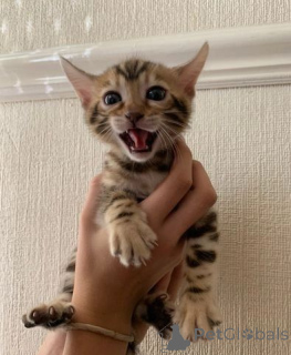 Foto №4. Ich werde verkaufen bengal katzenrasse in der Stadt Almer. quotient 	ankündigung - preis - 540€