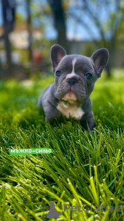 Foto №1. französische bulldogge - zum Verkauf in der Stadt Лиер | 2300€ | Ankündigung № 44546