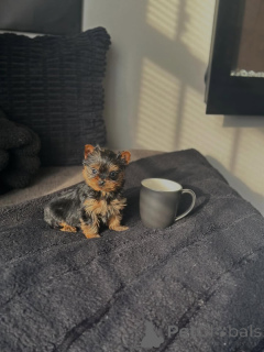 Foto №2 zu Ankündigung № 168619 zu verkaufen yorkshire terrier - einkaufen Deutschland züchter