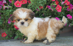 Foto №2 zu Ankündigung № 101214 zu verkaufen shih tzu - einkaufen Deutschland quotient 	ankündigung, züchter