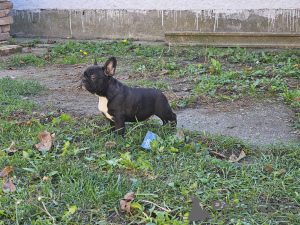 Foto №3. französische Bulldog Welpen. Serbien