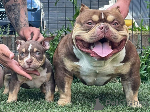 Foto №2 zu Ankündigung № 170481 zu verkaufen american bully - einkaufen USA 