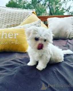 Foto №4. Ich werde verkaufen malteser in der Stadt Wien. quotient 	ankündigung, züchter - preis - 700€