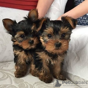 Foto №1. yorkshire terrier - zum Verkauf in der Stadt Афины | verhandelt | Ankündigung № 109863