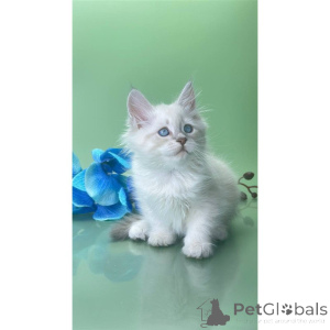Foto №1. sibirische katze - zum Verkauf in der Stadt Westerndede | 350€ | Ankündigung № 174414