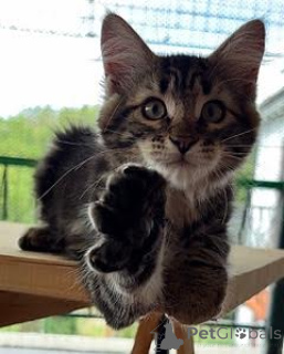 Foto №2 zu Ankündigung № 146095 zu verkaufen sibirische katze - einkaufen Italien quotient 	ankündigung