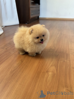 Foto №3. Junge Bär, Pooh. Russische Föderation