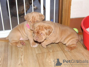 Foto №1. dogue de bordeaux - zum Verkauf in der Stadt Гамбург | 200€ | Ankündigung № 124480