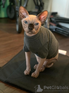 Foto №2 zu Ankündigung № 82417 zu verkaufen sphynx-katze - einkaufen USA quotient 	ankündigung