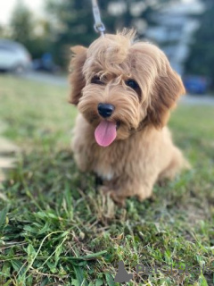 Zusätzliche Fotos: Havaneser-Bichon-Männchen zur Zucht verfügbar