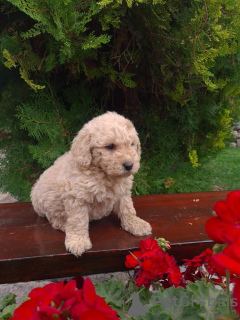 Foto №2 zu Ankündigung № 74953 zu verkaufen labradoodle - einkaufen Serbien züchter