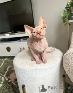 Foto №1. sphynx-katze - zum Verkauf in der Stadt Badgastein | 350€ | Ankündigung № 171013