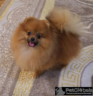 Foto №3. Pommerianische Miniatur -Spitz -Welpen. Serbien