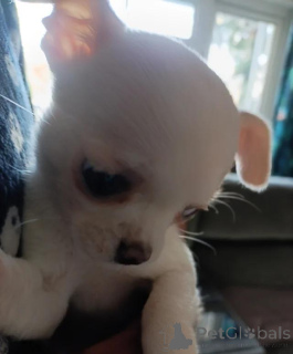 Foto №1. chihuahua - zum Verkauf in der Stadt Bayerbach bei Ergoldsbach | verhandelt | Ankündigung № 167680