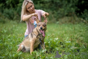 Foto №2 zu Ankündigung № 17013 zu verkaufen mischlingshund - einkaufen Russische Föderation 