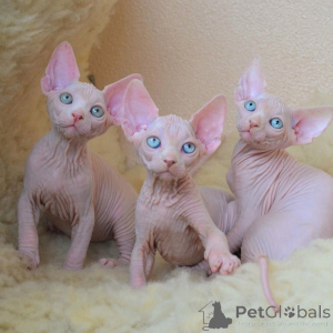 Foto №1. sphynx cat - zum Verkauf in der Stadt Jüterbog | 350€ | Ankündigung № 169560