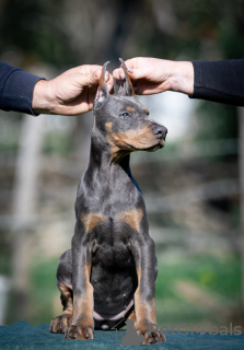 Foto №3. Doberman puppies. Serbien