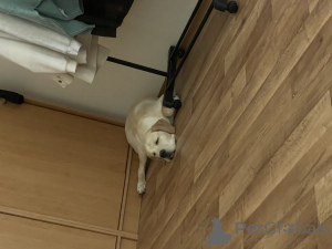 Foto №2 zu Ankündigung № 152515 zu verkaufen cane corso italiano - einkaufen Tschechische Republik quotient 	ankündigung