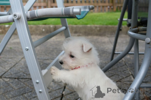 Foto №2 zu Ankündigung № 167524 zu verkaufen west highland white terrier - einkaufen Dänemark quotient 	ankündigung, züchter