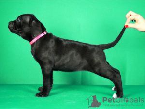 Foto №2 zu Ankündigung № 122379 zu verkaufen cane corso italiano - einkaufen Serbien züchter