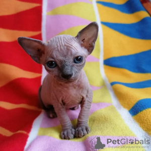 Foto №4. Ich werde verkaufen sphynx-katze in der Stadt Straubing. quotient 	ankündigung, vom kindergarten, züchter - preis - 200€