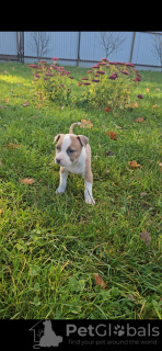 Foto №3. Alexandra. Russische Föderation