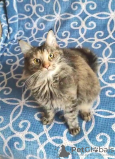 Foto №4. Ich werde verkaufen  in der Stadt Москва.  - preis - Frei