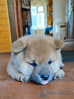 Foto №1. shiba - zum Verkauf in der Stadt Moskwa | verhandelt | Ankündigung № 155347