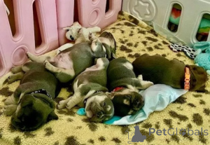 Foto №3. Bezaubernde Französische Bulldoggen-Welpen suchen ihr Zuhause fürs Leben!. Deutschland