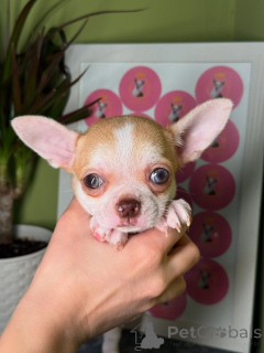 Foto №1. chihuahua - zum Verkauf in der Stadt Helsinki | 500€ | Ankündigung № 164042