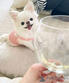 Foto №4. Ich werde verkaufen chihuahua in der Stadt Barcelona. züchter - preis - 350€