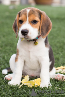 Foto №2 zu Ankündigung № 162408 zu verkaufen beagle - einkaufen Belgien quotient 	ankündigung, züchter