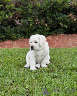 Foto №1.  - zum Verkauf in der Stadt Swindon | verhandelt | Ankündigung № 142058