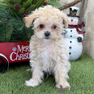 Foto №1. pudel (toy) - zum Verkauf in der Stadt Glasgow | verhandelt | Ankündigung № 160902