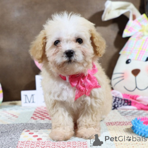 Foto №1. maltipu - zum Verkauf in der Stadt Friedberg (Hessen) | 900€ | Ankündigung № 149576