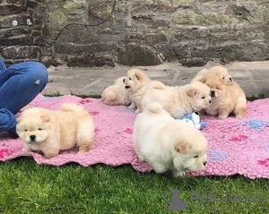 Foto №1. chow-chow - zum Verkauf in der Stadt München | 100€ | Ankündigung № 129364