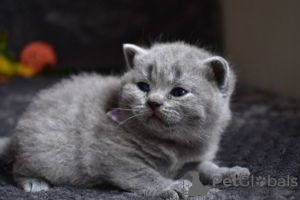 Foto №3. Atemberaubende britische Kurzhaar Champion Bloodline Kittens. USA