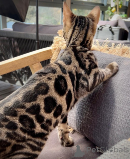 Foto №1. bengal katzenrasse - zum Verkauf in der Stadt Helsinki | Frei | Ankündigung № 167688