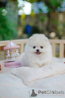 Foto №2 zu Ankündigung № 162129 zu verkaufen  - einkaufen Kuwait 