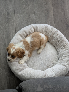 Foto №1. cavalier king charles spaniel - zum Verkauf in der Stadt Ylivieska | 490€ | Ankündigung № 168903