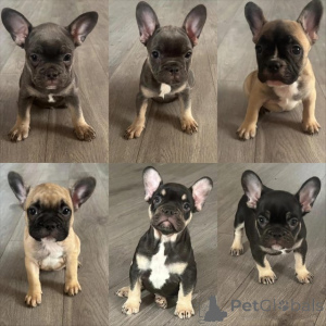 Foto №1. englische bulldogge, französische bulldogge - zum Verkauf in der Stadt Orissaare | 300€ | Ankündigung № 174584