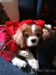 Foto №2. Heimtierprodukte in USA. Price - 436€. Ankündigung № 164769 