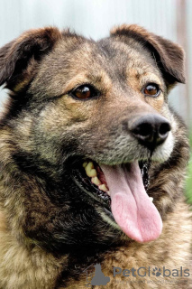 Foto №1. mischlingshund - zum Verkauf in der Stadt Perm | Frei | Ankündigung № 9037