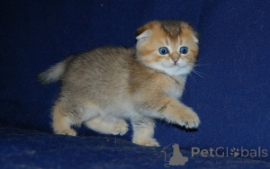 Foto №3. Scottish Fold Kätzchen suchen neues Zuhause. Deutschland