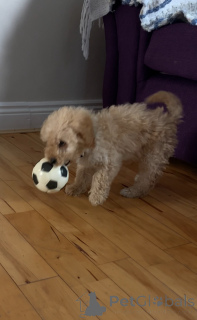 Foto №2 zu Ankündigung № 137021 zu verkaufen kavapu - einkaufen Irland quotient 	ankündigung