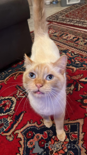 Foto №3. Schöner Flammenpunkt Kurzhaar für gutes Zuhause. Luxemburg