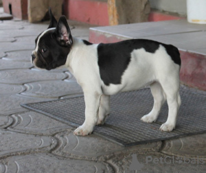 Zusätzliche Fotos: französische Bulldog Welpen