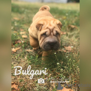 Foto №3. 3 szczenięta Shar Pei na sprzedaż. Polen