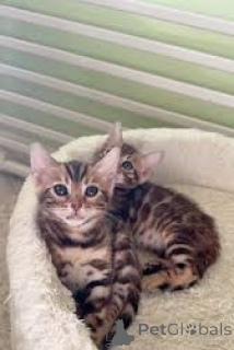 Foto №2 zu Ankündigung № 173291 zu verkaufen bengal katzenrasse - einkaufen Polen quotient 	ankündigung, züchter
